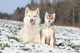 SIBERIAN HUSKY 230